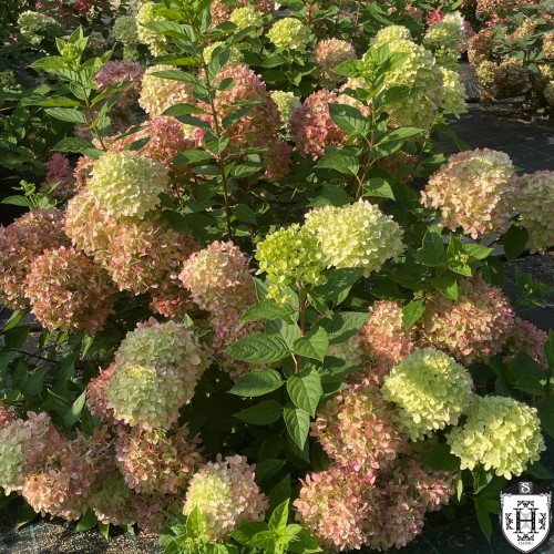 Hydrangea paniculata 'Little Lime' - Aedhortensia 'Little Lime' C1/1L